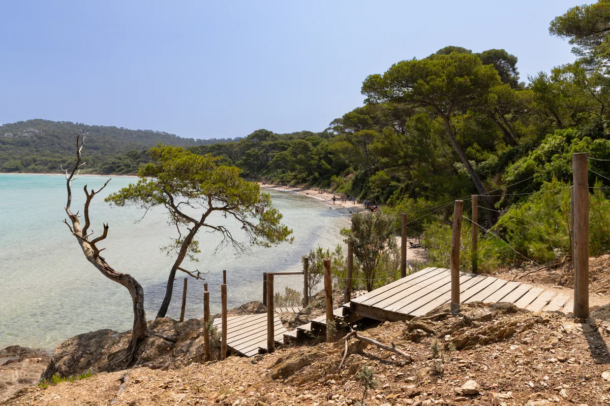 Pine trees and the sea on Porquerolles